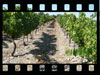 Audit d'un vignoble